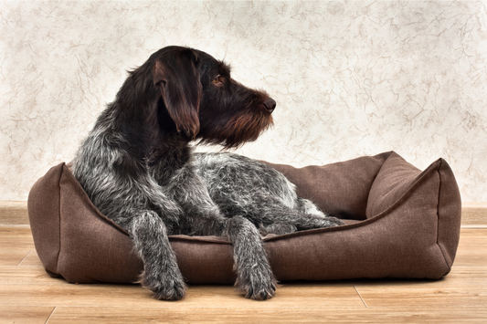 Stay Cool and Comfortable: Why Dog Mats Are the Ultimate Summer Essential from Pretty Paws