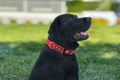 Solid Red Dog Collar