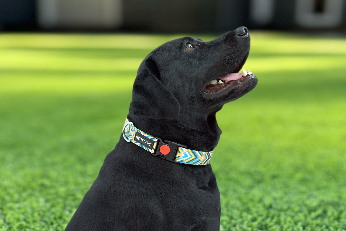 Printed Yellow Collar & Leash set for Dogs